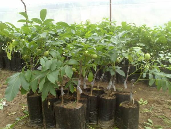 تصویر 5 از قیمت خرید نهال انبه پاکستانی با فروش عمده